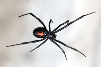 image of black widow spider