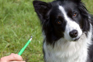 Part of hand holding a tick tweezers with  tic in it which was on that dog.