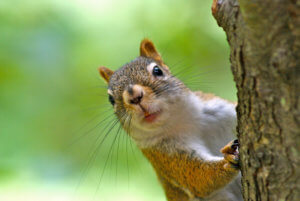 a curious squirrel sees an opening into your home where you can get squirrel poop and squirrel droppings what does squirrel poop look like