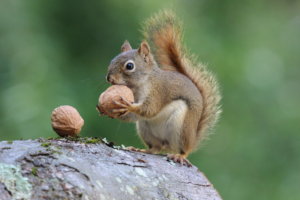 A squirrel with a nut looking for a warm home during the cold months ahead
