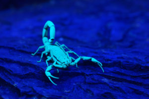 scorpions glow under infared light