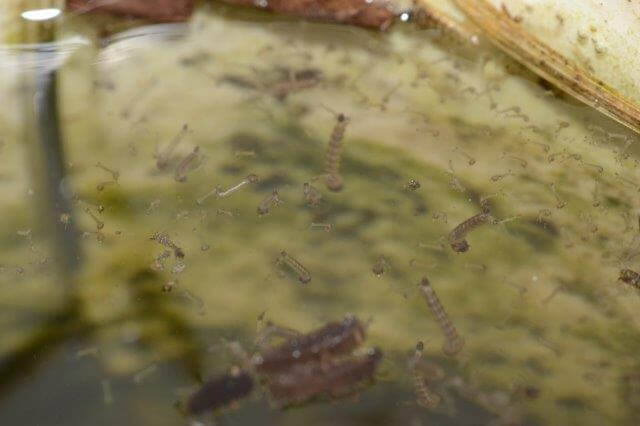 photo of mosquito larvae