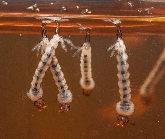 image of mosquito larvae