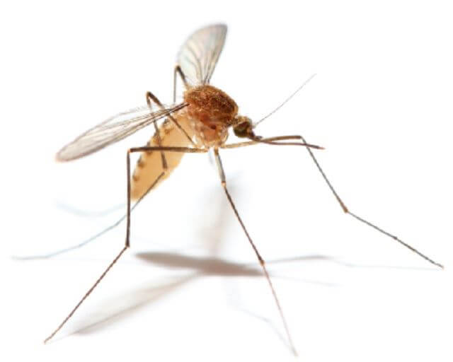 image of a mosquito
