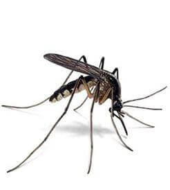 Image of a Mosquito