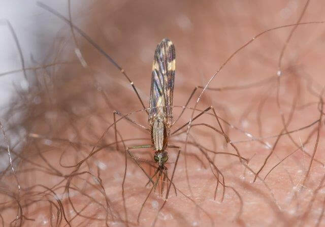 picture of a mosquito
