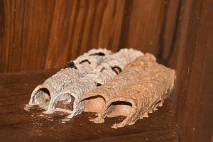 Image of Mud Dauber Nest