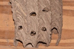 Closeup Photo of Mud Dauber Nest