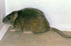 Picture of Norway Rat what does a rat look like