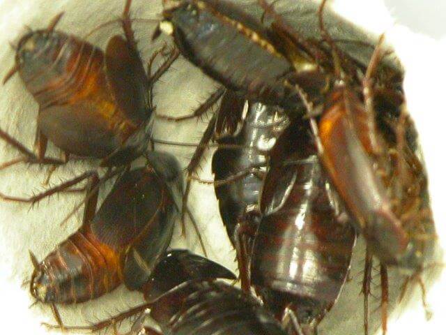 picture of several oriental cockroaches