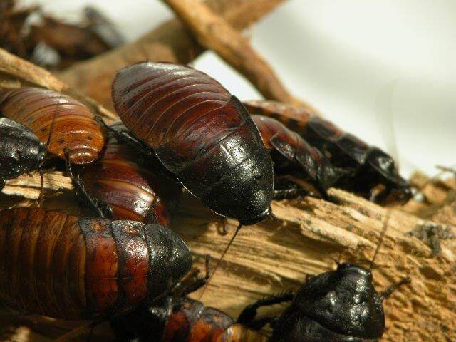 oriental cockroaches on wood