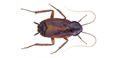picture of an oriental cockroach
