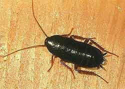 oriental cockroach overhead image