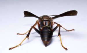 Rear View of a Paper Wasp