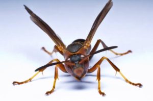 Picture of a wasp