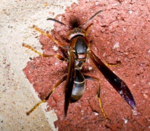 Picture of Paper Wasp