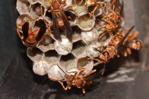 Photo of Paper Wasp Nest with Insects