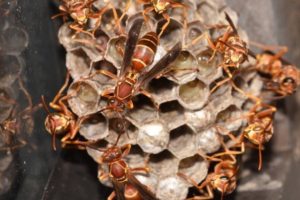Image of Paper Wasp Nest with Wasps
