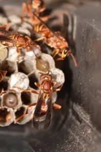 Image of Paper Wasp Nest on Ground