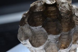 Image of Empty Paper Wasp Nest