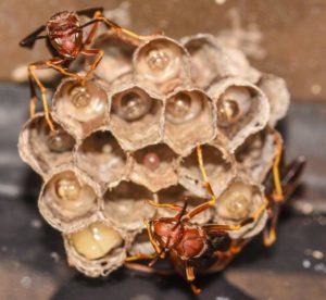 Image of Paper Wasp Nest with Three Wasps