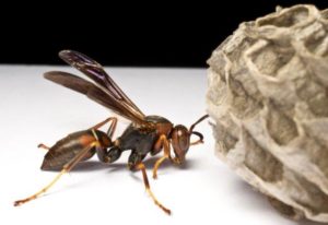 Image of Paper Wasp Next to a Nest