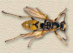 Top View of a Paper Wasp
