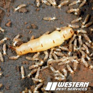 Image of Queen Termite