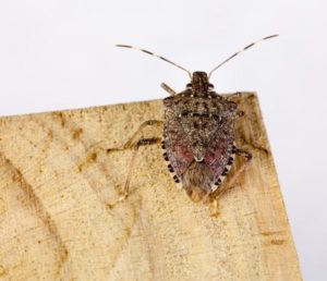 Small Brown Marmorated Stink Bug on Wood