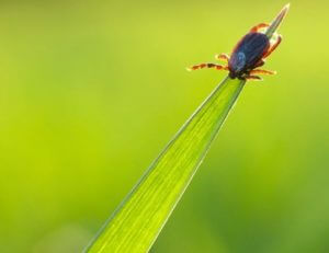 Small Tick on Grass