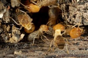 Worker Termites at the Entrance to a Tunnel