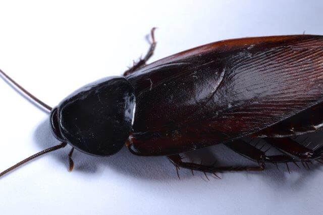 dark shell and wings of smokybrown cockroach