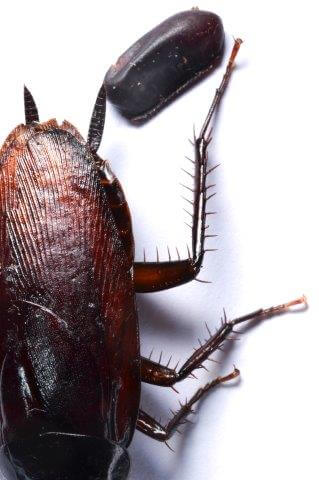 photo of a smokybrown cockroach and ootheca