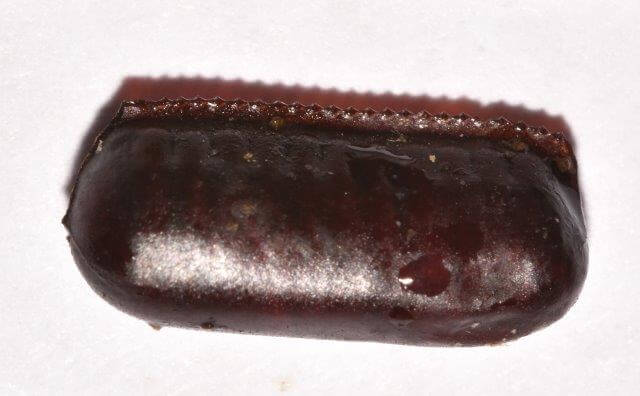 closeup photo of smokybrown cockroach egg capsule