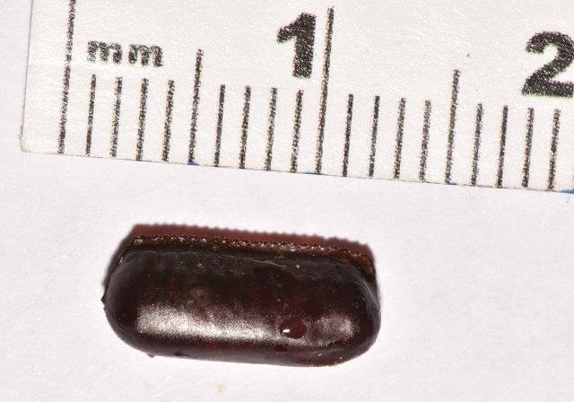 smokybrown cockroach egg capsule next to ruler