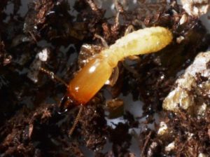 Soldier Termite on Wood