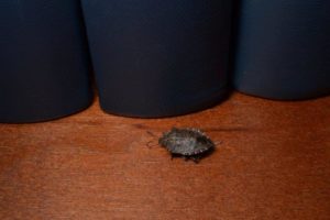 Stink Bug on Wood Table