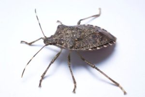 Image of Stink Bug Side View
