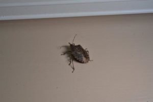 Image of Stink Bug on Wall