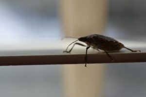 Image of Stink Bug on Table
