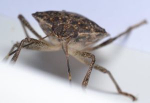 Picture of Stink Bug