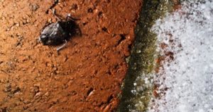 Image of Stink Bug on Rock