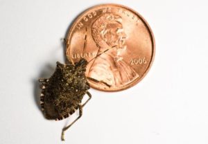 Image of Stink Bug on Penny