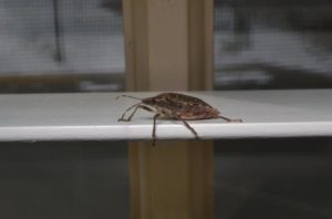 Image of Stink Bug on Table