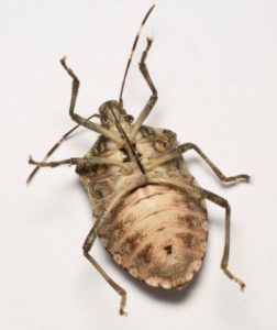Image of Stink Bug