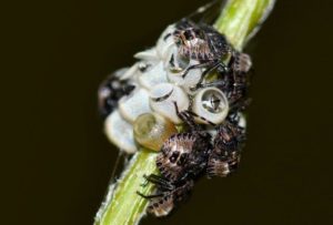 Image of Stink Bug Eggs