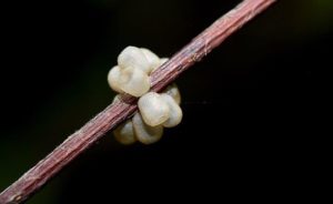 Image of Stink Bug Eggs on Stick