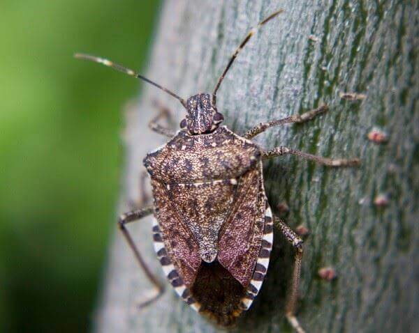 Image of Stink Bug on Tree