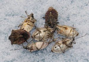 Image of Multiple Stink Bugs