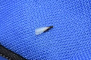 Swarming Termite Perched on Fabric